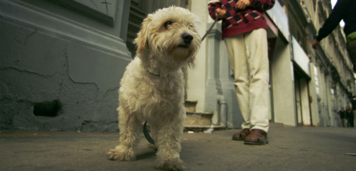 Revelan los nombres más usados en perros y gatos en Chile: “Luna” va ganando