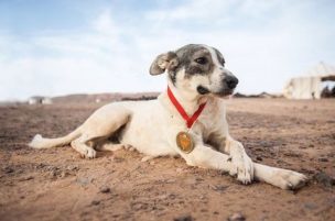 VIDEO | Cactus, el perro que corrió una de las maratones más difíciles del mundo