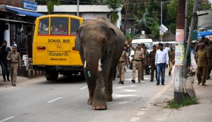 Un elefante se pasea a sus anchas por las calles de una ciudad