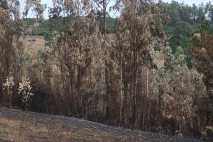 Piden que se pare la compra de tierras hasta que finalice la Consulta Indígena