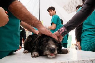 Maltrato animal: sujeto patea y salta sobre abdomen de su perro en Independencia