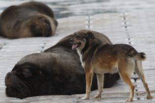 Método para ahuyentar lobos marinos puede afectar llegada de cetáceos a Chile