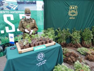 OS7 descubre más de 7 mil plantas de marihuana en la comuna de Fresia