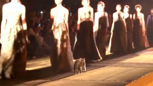 VIDEO | Gato se coló en un desfile de moda de Christian Dior y terminó orinando al público