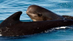 IMÁGENES | Matanza de ballenas y delfines tiñe de rojo el mar de las Islas Feroe