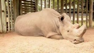 Ha muerto el último rinoceronte macho de Sumatra