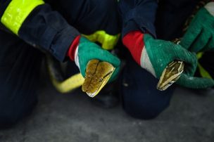 Rescatan a más de 4 mil reptiles destinados a la fabricación de carteras y billeteras