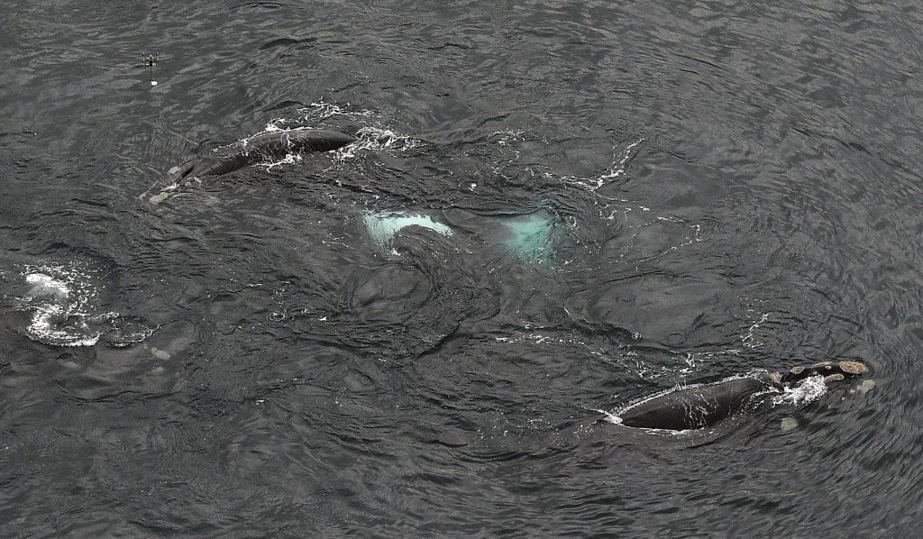 Japón retoma la caza comercial de ballenas y dijeron estar “emocionados”