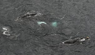 Japón retoma la caza comercial de ballenas y dijeron estar 