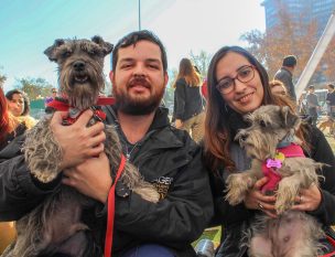 Lanzan plan para la esterilización, chipeo y adopción de más de 100.000 perros en la Región Metropolitana