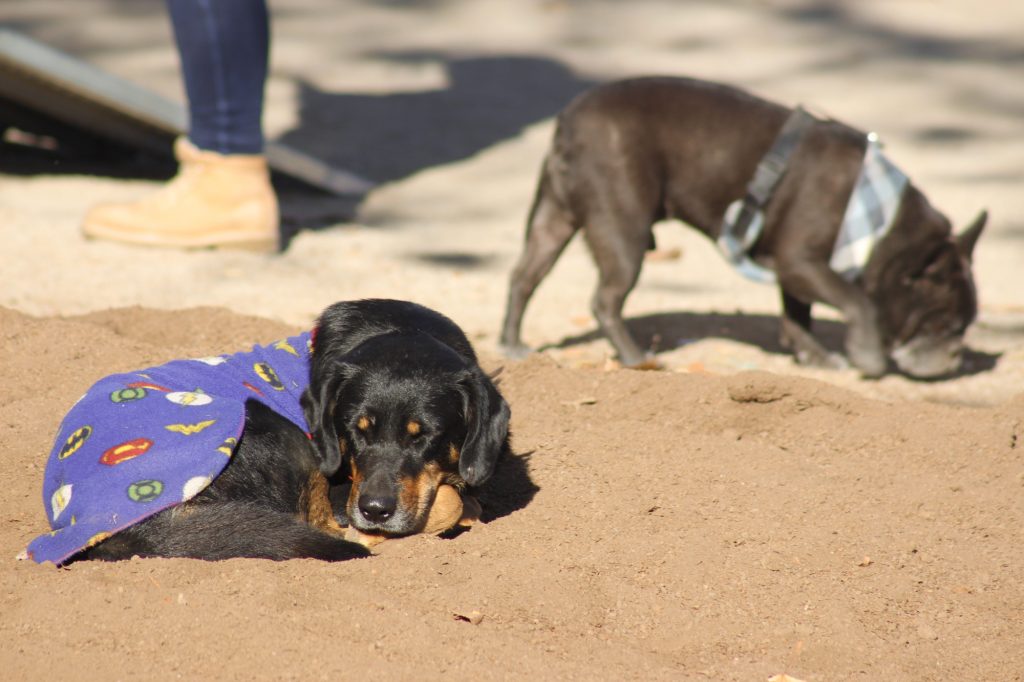 Inauguran “escuela” para perros potencialmente peligrosos