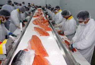 El TC falló a favor de Sernapesca en caso de vacunas clandestinas de salmonera
