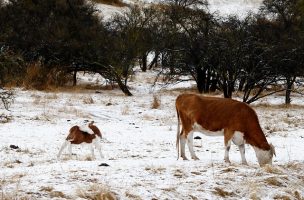 Ministerio de Agricultura destina $400 millones a pequeños ganaderos afectados por nevadas