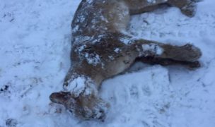 Disparan y dan muerte a puma en Torres del Paine