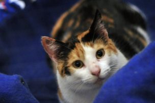 Sujeto habría violentado sexualmente a gata en Quilpué