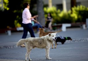 Adolescente muere atropellado cuando huía de jauría de perros en La Serena