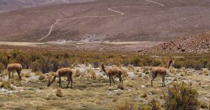 Conaf abrirá Áreas Silvestres Protegidas durante vacaciones de invierno