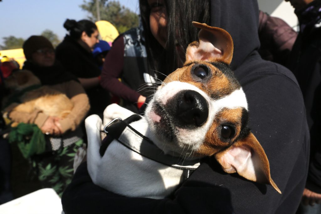 Lanzan segunda etapa de la campaña “Cuidado con el Perro” en Santiago