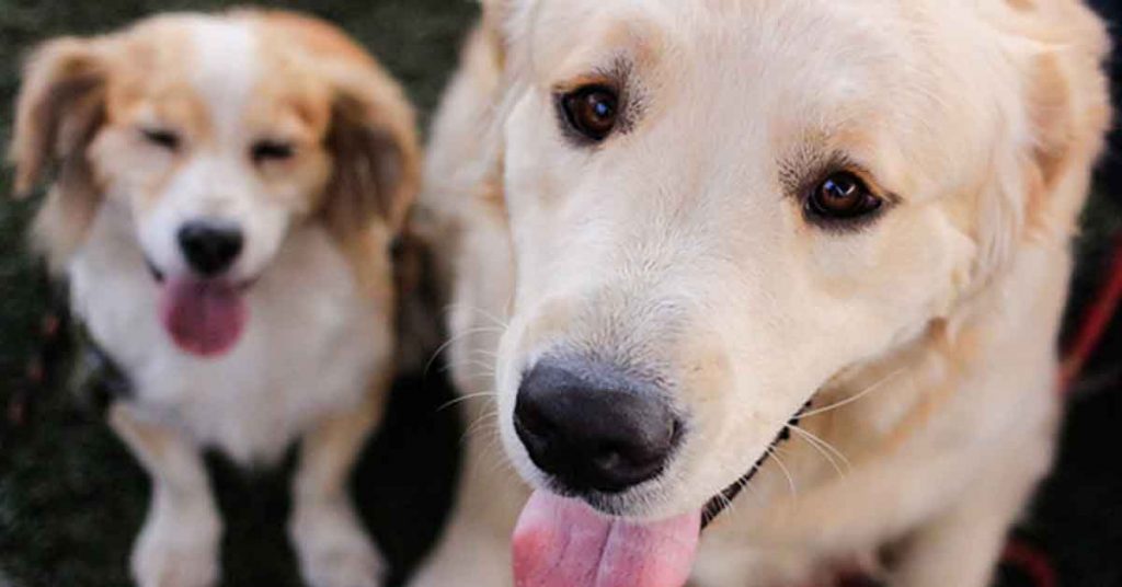 ISP asegura que “no ha prohibido el uso” del Trilostano para uso veterinario