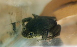 Zoológico conservará a las últimas ranas del Loa que existen en el mundo
