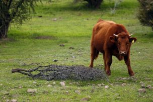 Ministro (s) de Agricultura apuntó a 