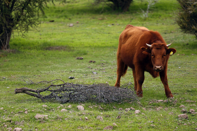 Ministro (s) de Agricultura apuntó a “prepararse de la mejor forma posible” para enfrentar la sequía