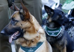 Entregan perros para proteger a víctimas de violencia intrafamiliar en Quillota