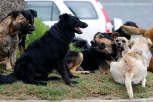 Condenan a hombre de Puerto Montt por maltrato a 43 perros