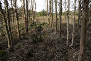 Chiloé perdió más de 10 mil hectáreas de bosque nativo en una década por leña