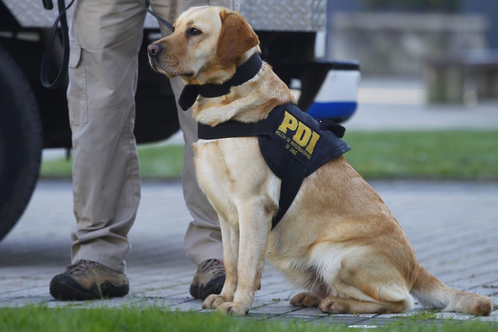 Perro “policía” delató a sujetos con droga evaluada en 10 millones en El Melón