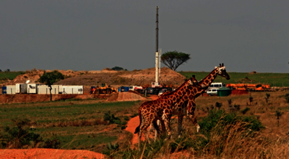 La jirafa y la amenaza de “extinción silenciosa” en África