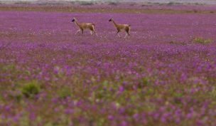 Expertos anuncian que no habrá desierto florido en Atacama este año