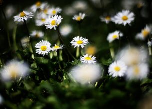 Este lunes comenzó oficialmente la primavera