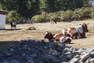 Alertan que Temuco quedará sin agua en 5 años: Llaman a la población a infiltrar y cuidar áreas verdes