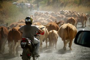 Sujetos armados impiden a carabineros recuperar ganado que fue robado a agricultor en Tirúa