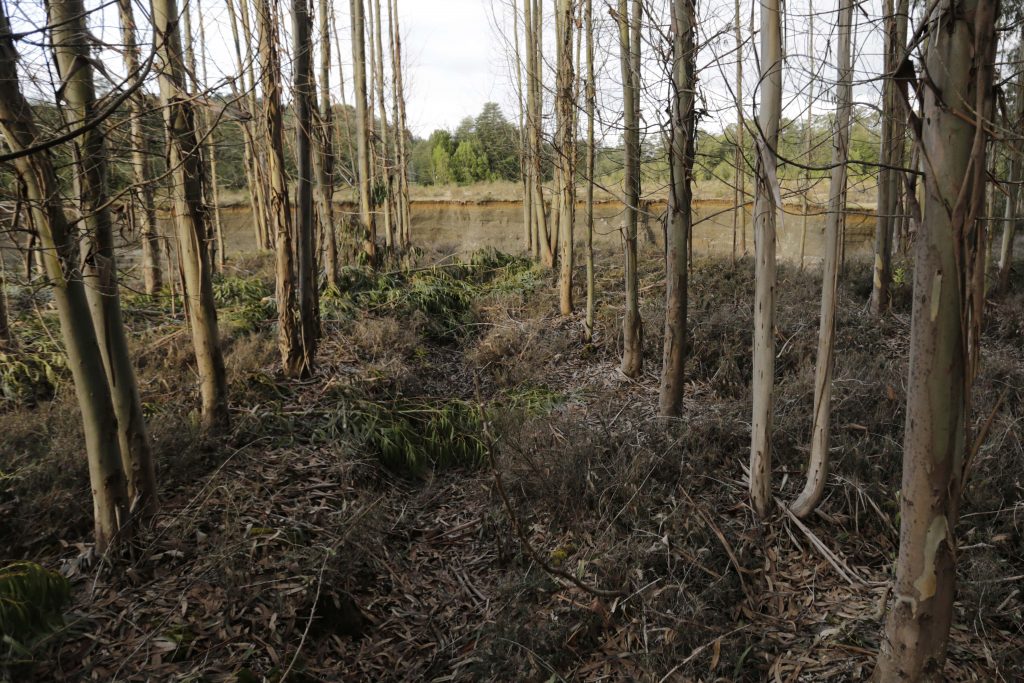 Dinamarca: Primera teletón a favor del clima logró recaudar 2,4 millones de euros