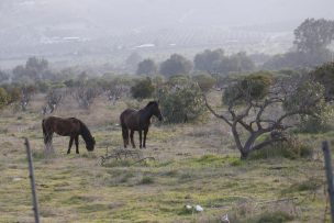 Ante la sequía Coquimbo produce forraje hidropónico para alimentar ganado