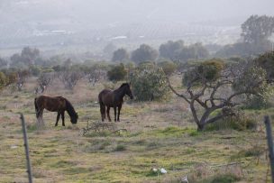 Sequía: Más 500 animales fueron trasladados desde el Choapa a la Región de Ñuble