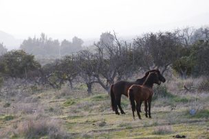 Gobierno declaró emergencia agrícola en nueve comunas de la Región del Maule