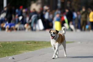 Seremi confirmó más de 15 mil mordeduras de perros a humanos este 2019