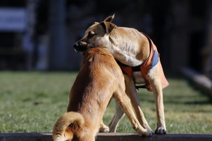 Luego de tres años prófugo detienen a primer condenado por maltrato animal