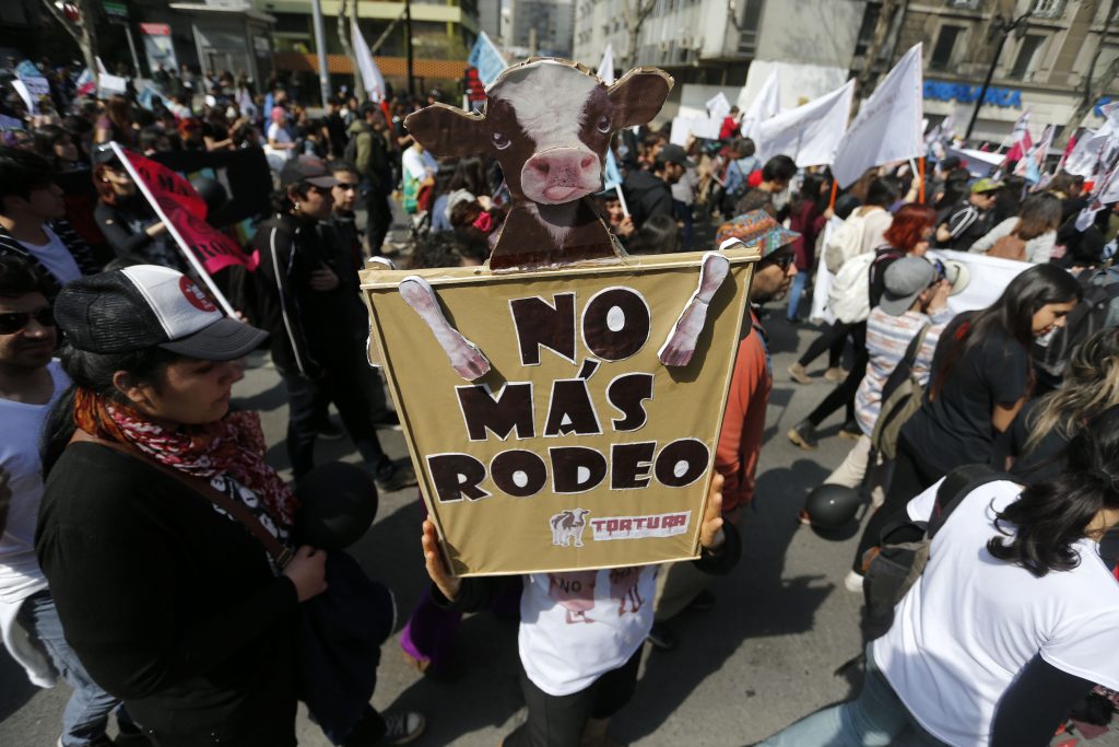Tribunal admite querella por maltrato animal ocurrido en rodeo de Pirque