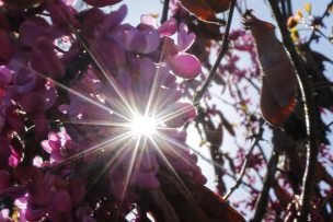 ¡La primavera comenzará oficialmente mañana lunes!