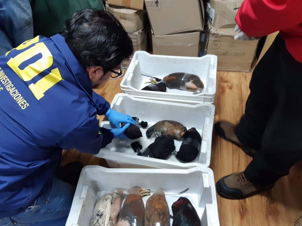 Crueles delincuentes transportaban gallos de pelea envueltos en pantys