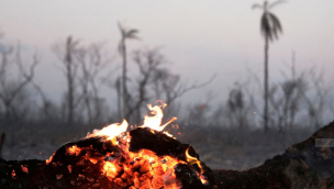 Incendios en Bolivia no dan tregua y daños a la fauna son incalculables