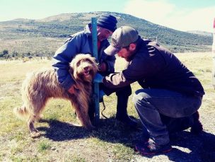 Pruebas científicas demuestran que perro ovejero patagón es chileno