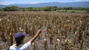 Honduras declara emergencia por grave falta de agua para consumo y agricultura