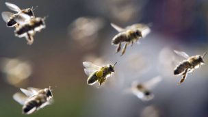 Abejas enojadas provocan retraso en vuelo de Air India