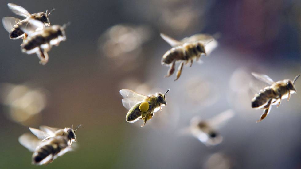 PDI investiga la muerte de un hombre en San Clemente tras ser picado por una abeja