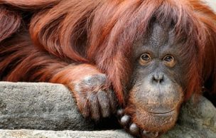 Abogado de la orangutana Sandra explica cómo llegó a ser considerada 